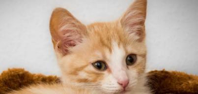 小猫不出门的危害（为什么小猫需要户外活动及其它防范措施）