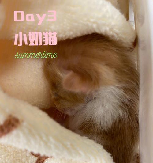 小猫不喝奶怎么办（小猫为什么不喝奶）