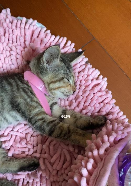 小猫的美好生活（以小猫踩奶完去睡觉了为例）