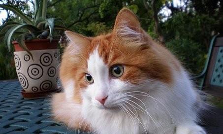 小猫为什么会打嗝（探究小猫打嗝的原因及解决方法）