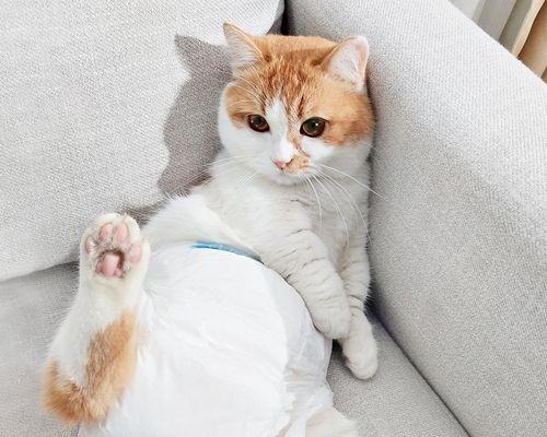 如何让宠物小猫不再到处小便（解决宠物小猫尿不湿的5个实用方法）