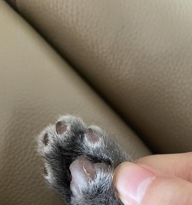 宠物伤口处理的正确方法（以小猫的肉垫裂开出血为例）