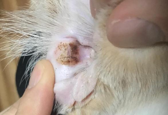 小猫肚子大，可能是有虫子（如何发现和预防小猫的寄生虫病）