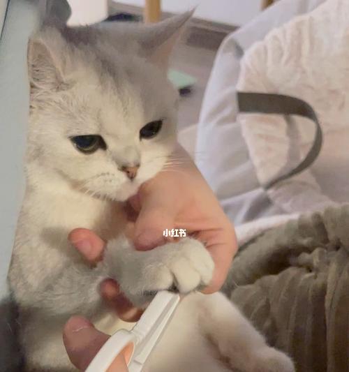 小猫如何剪指甲（宠物养护的小技巧）