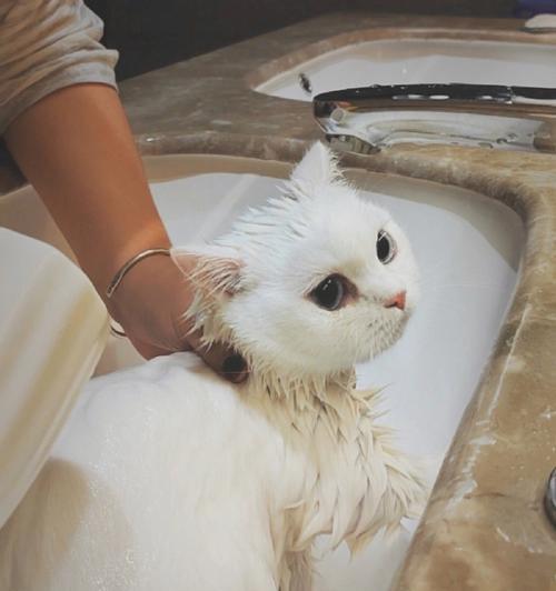 宠物小猫适应洗澡的时间和方法（如何让小猫适应洗澡）