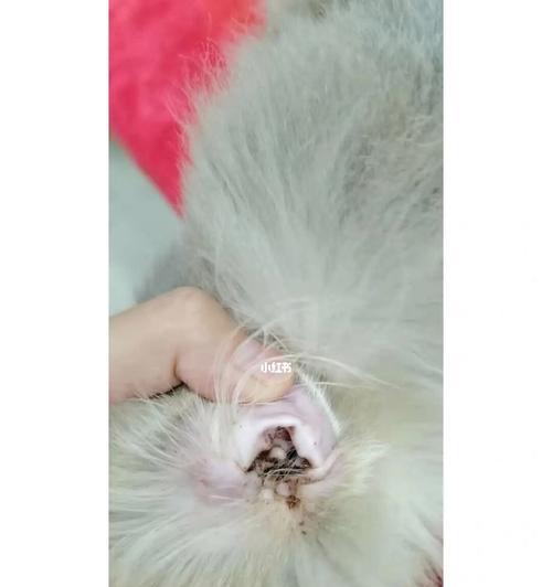 小猫耳螨引发的宠物健康问题（小猫耳螨持续困扰你的宠物健康）