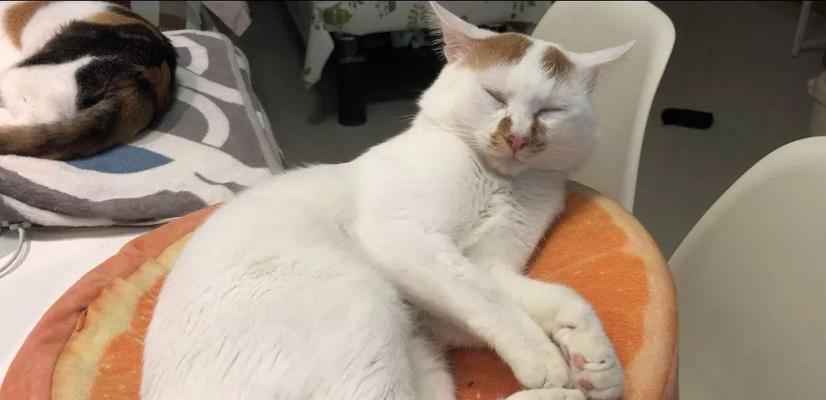如何治疗宠物小猫腹膜炎（教你如何预防和治疗小猫腹膜炎）