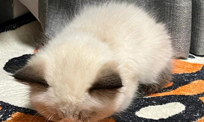 小猫拉稀问题大揭秘（探究宠物小猫回家后持续拉稀的原因和解决方法）