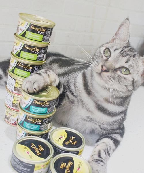 如何选择适合宠物的小猫罐头（为你的小猫选择最适合的营养餐）