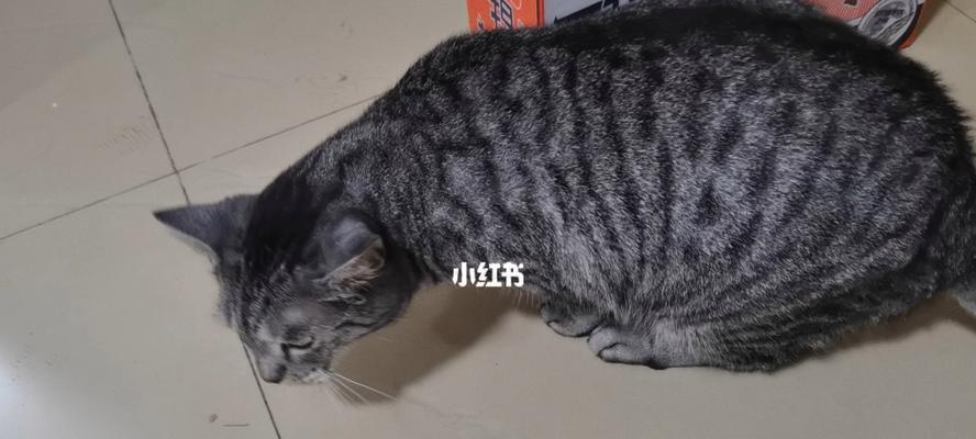 小猫喝奶呛到怎么办（宠物喝奶呛到应该如何处理）