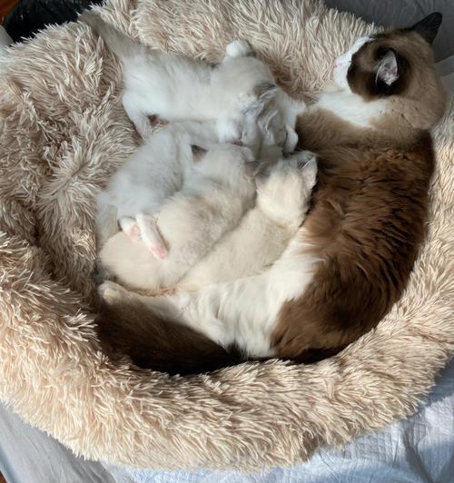 小猫会跑了，是时候断奶了（如何正确地给小猫断奶）