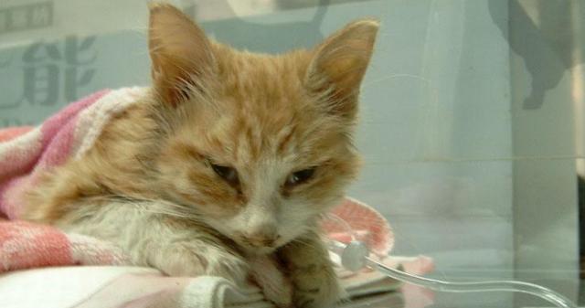 宠物小猫拉稀走也走不稳（如何帮助宠物小猫恢复健康）