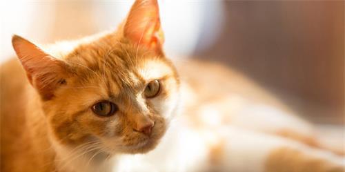 如何治疗小猫尿路感染（掌握这些方法）