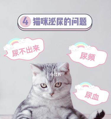 小猫尿血自愈的可能性有多大（探究小猫尿血的原因、症状与治疗）