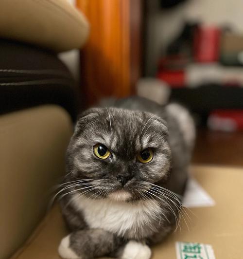 爱宠们的玩乐乐园——小猫趴着贴图app（用小猫的萌态）