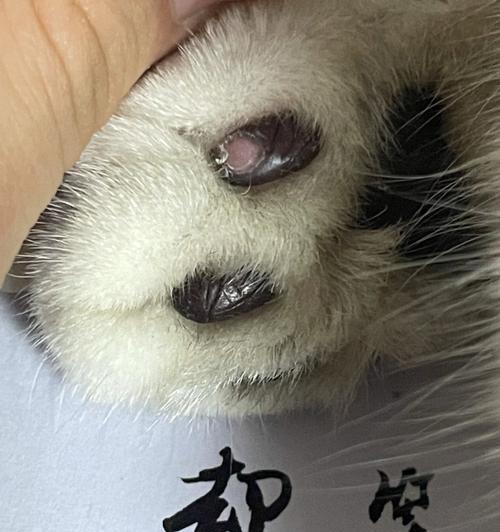 小猫肉垫为什么容易脱皮（探究肉垫脱皮的原因和保护方法）