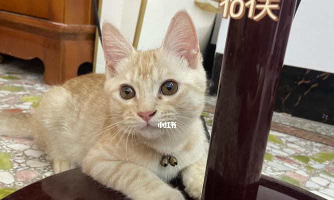 以小猫上门，有何讲究（宠物小猫入门指南）
