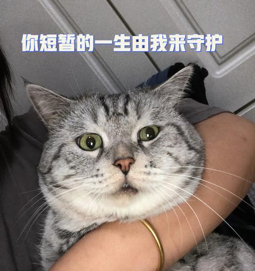 宠物猫身上多处硬块，你知道怎么回事吗（了解宠物猫身上硬块的成因）