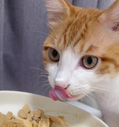 怎样解决宠物小猫食量很小的问题？