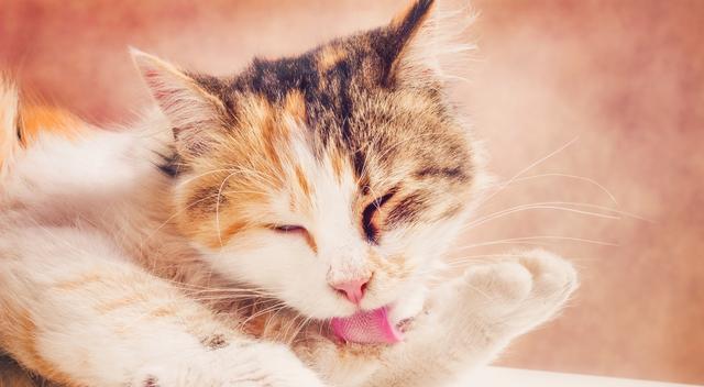 宠物小猫食欲不振怎么办（针对小猫食欲不振的治疗方法）
