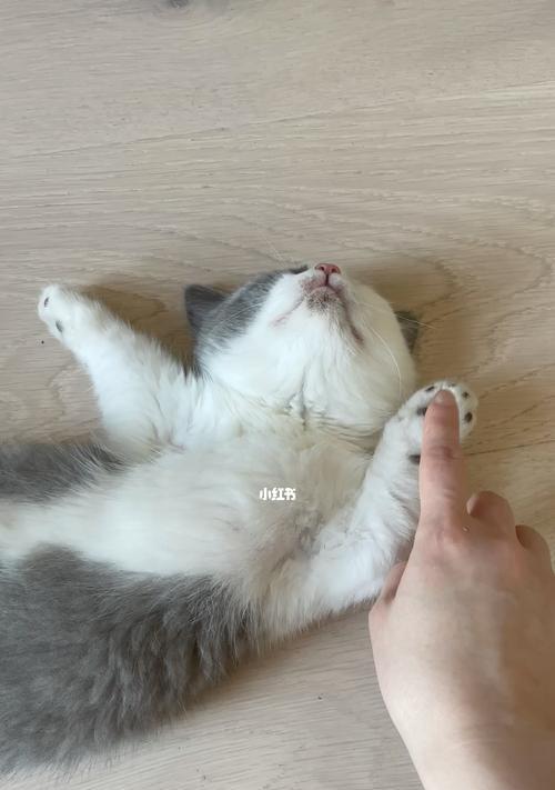 小猫受伤后睡觉姿势的影响（揭秘宠物身体语言中的暗示与信号）