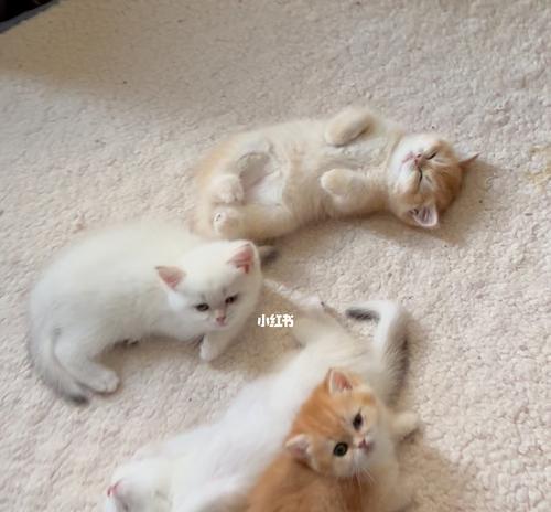 小猫睡身上的意义（宠物的陪伴与沟通）