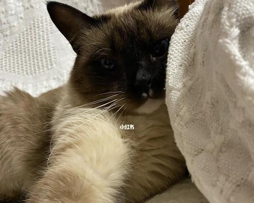小猫晚上总玩兴奋（宠物的行为习惯与注意事项）