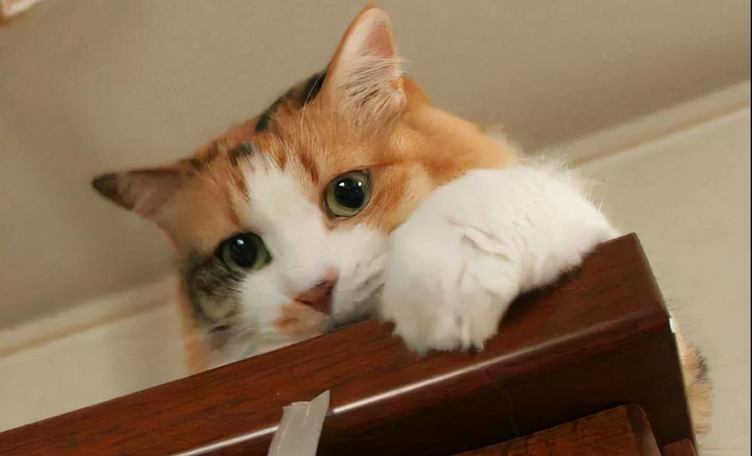 小猫为什么会躲起来（探究宠物行为背后的原因与解决方法）