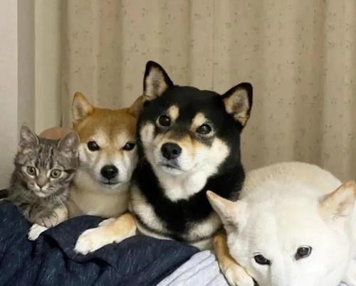 小猫为什么见人就捉（探究宠物猫的捕猎本能）
