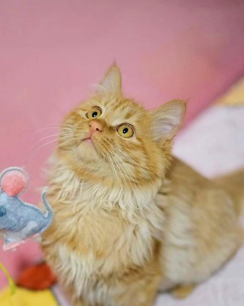 小猫为什么全身发烫（探究宠物猫发热的原因）