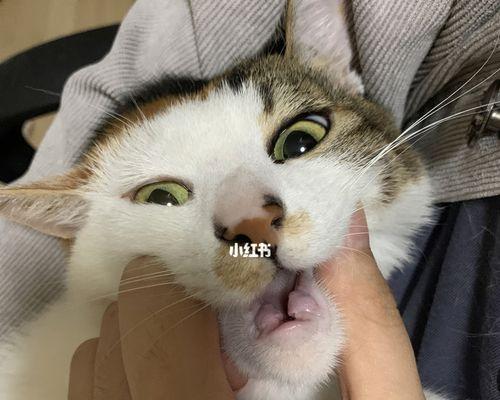 小猫洗澡时咬人怎么办（以宠物为主的处理方法）