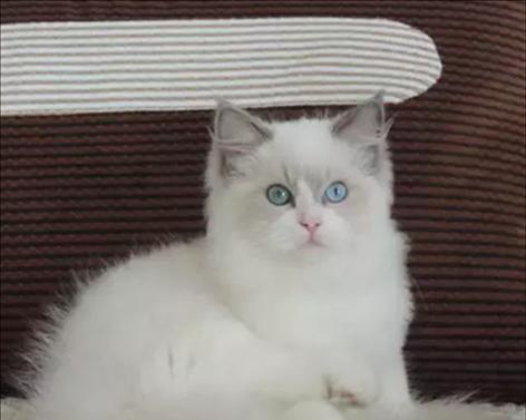 小猫需要补充的营养成分（为你的宠物健康着想）