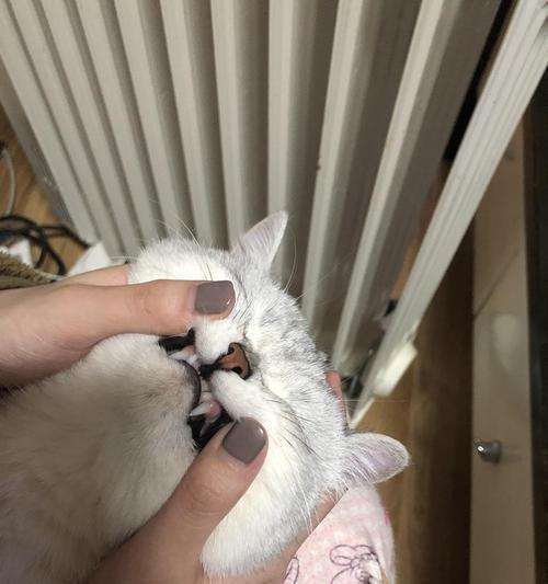 小猫的牙齿可不是摆设（你知道吗）