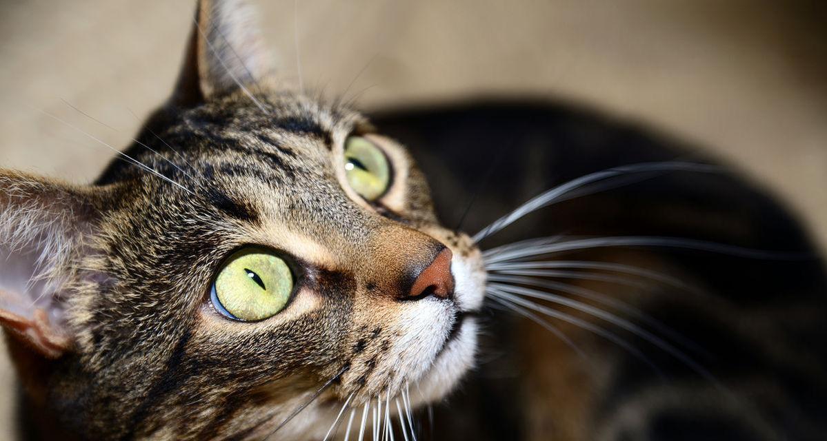 小猫的褐色眼睛（探索小猫褐色眼睛的由来）