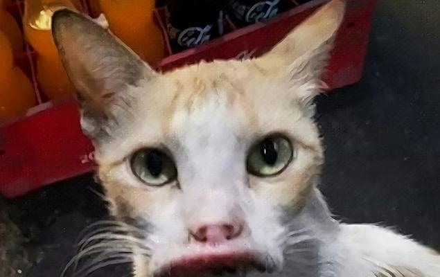小猫眼皮外翻该如何处理（探寻宠物医生的专业建议）