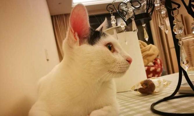 如何解决猫咪长期偏瘦的问题（探究猫咪偏瘦的原因以及针对性解决方案）