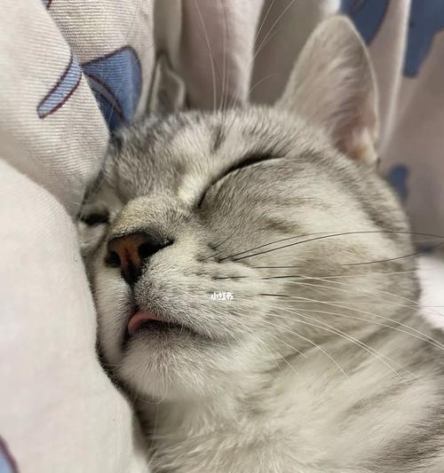 猫咪一直吐舌头，如何解决（探寻背后的原因和治疗方法）