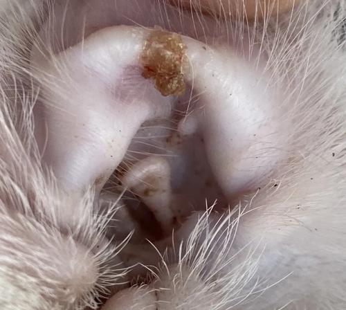 清除猫咪真菌，让家居环境更健康（掌握清除猫咪真菌的有效方法）