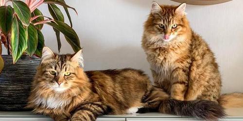猫咪脂肪肝药物知识大全（保护爱宠健康）