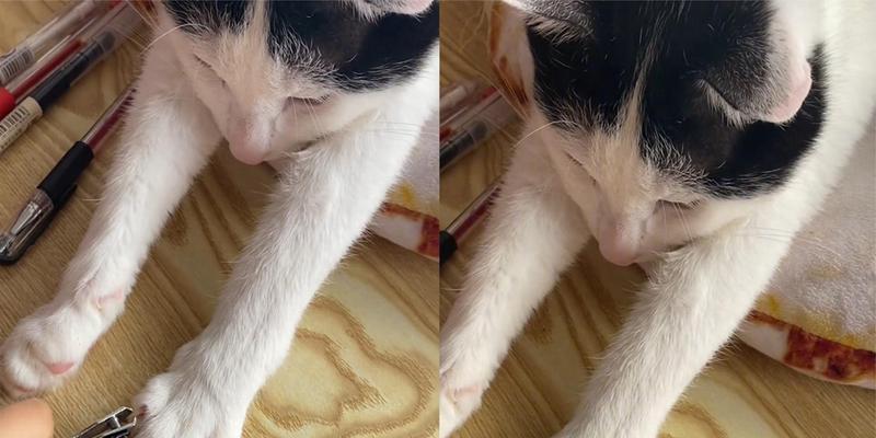 如何让猫咪不总是伸爪子（探究猫咪伸爪子的行为特点）