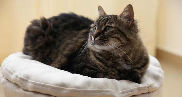宠物猫总是挠家居怎么办（10种方法帮你解决猫咪挠家居的问题）