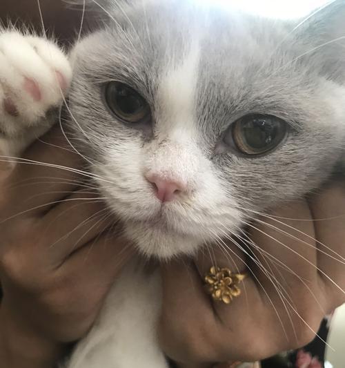 猫咪嘴巴不舒服，应该怎么办（常见的猫咪口腔问题及处理方法）
