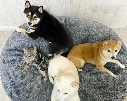 宠物犯错，该打吗（以猫咪做错事了为例）