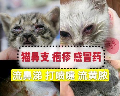 猫咪疱疹病毒治疗方法大揭秘（以宠物为主）