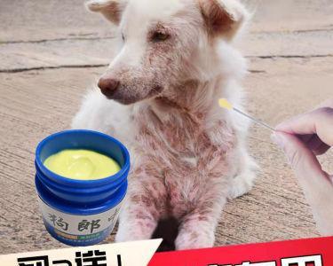 如何缓解狗狗梅雨湿疹（宠物主人必读的护理方法）
