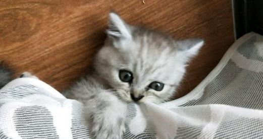 没断奶小猫该如何补充营养（宠物饲主必读）