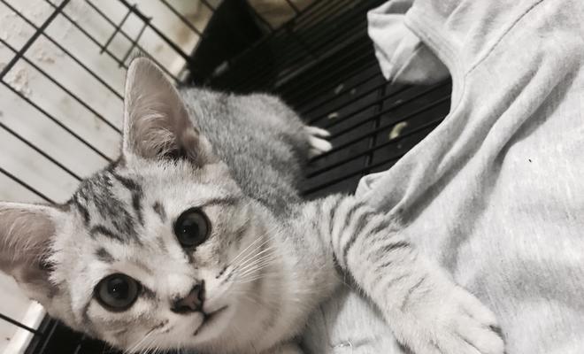美短猫咪饮食指南（以什么肉为主最适合）