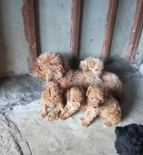 母狗生完后如何增加奶水（以宠物为主）