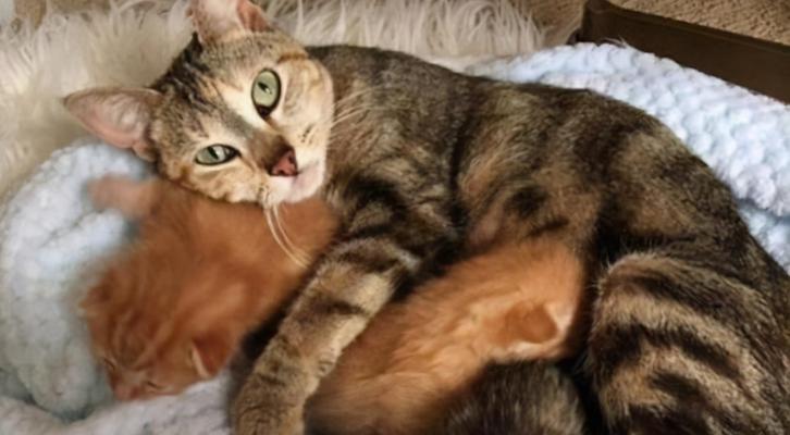 母猫抚养别的母猫的小猫，是什么心理驱使她这么做（探究母猫的行为背后的心理原因）