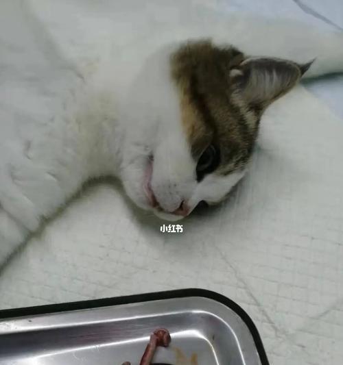 母猫肚子硬的原因与应对方法（了解母猫腹部硬度的不同情况）